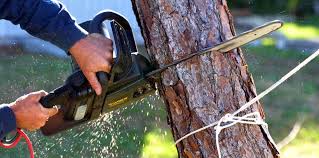 Best Tree Risk Assessment  in Madison, WI