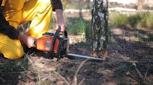 Best Tree Health Inspection  in Madison, WI