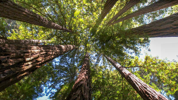 Professional Tree Services in Madison, WI