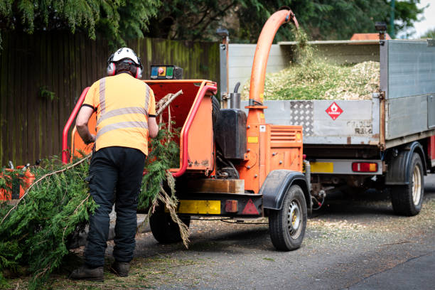 Best Lawn Disease Treatment  in Madison, WI