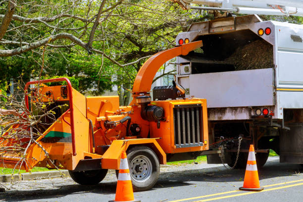 Best Stump Grinding and Removal  in Madison, WI