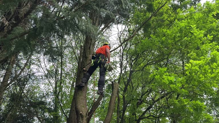 Best Tree Trimming and Pruning  in Madison, WI