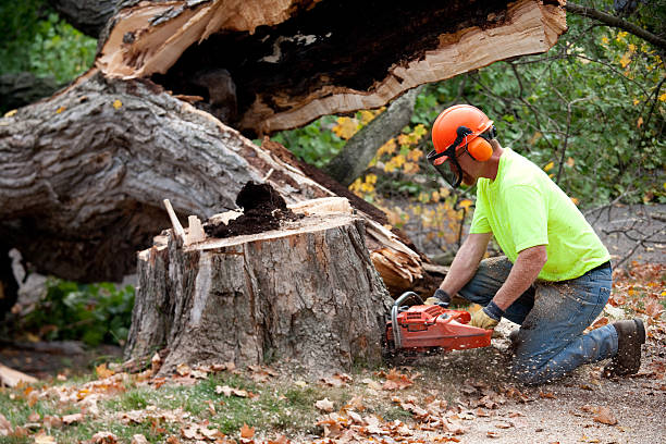  Madison, WI Tree Services Pros