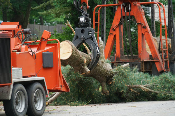 How Our Tree Care Process Works  in  Madison, WI