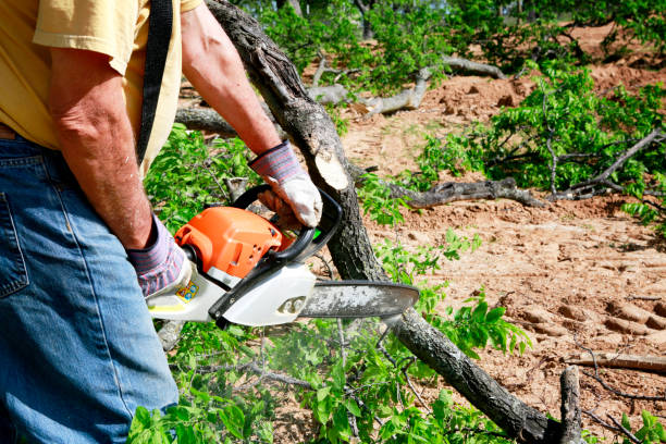 Best Lawn Watering Services  in Madison, WI
